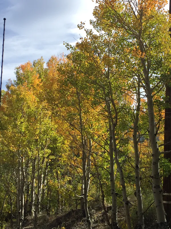 Brilliant yellow and gold aspen leaves during autumn in Mammoth Lakes