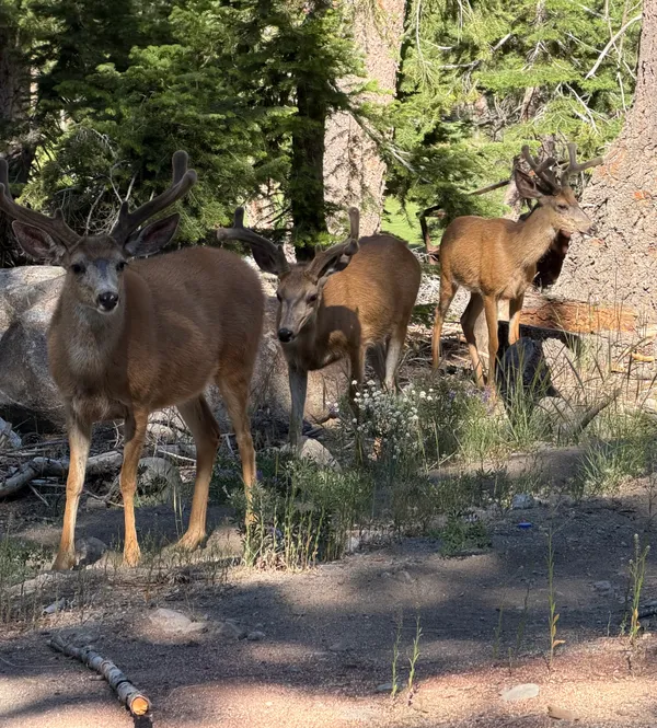 Three wild mule deer standing in the pine forest in Mammoth Lakes