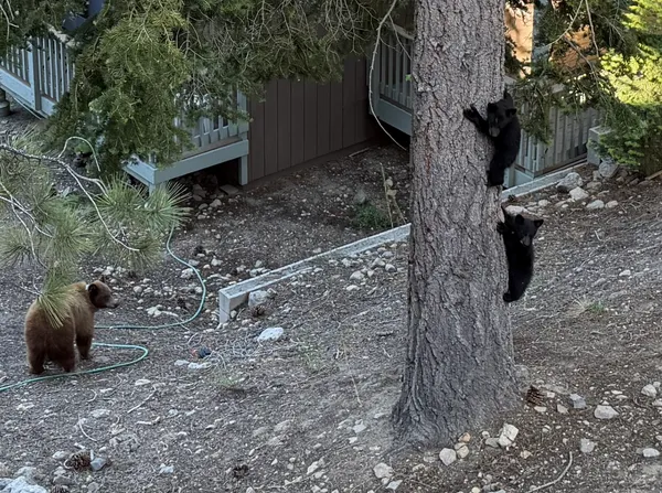 Mother bear with two cubs climbing a pine tree right next to a condo balcony in Mammoth Lakes