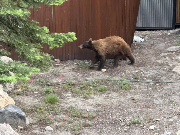 Wild cinnamon black bear walking through the trees near condo fence in Mammoth Lakes